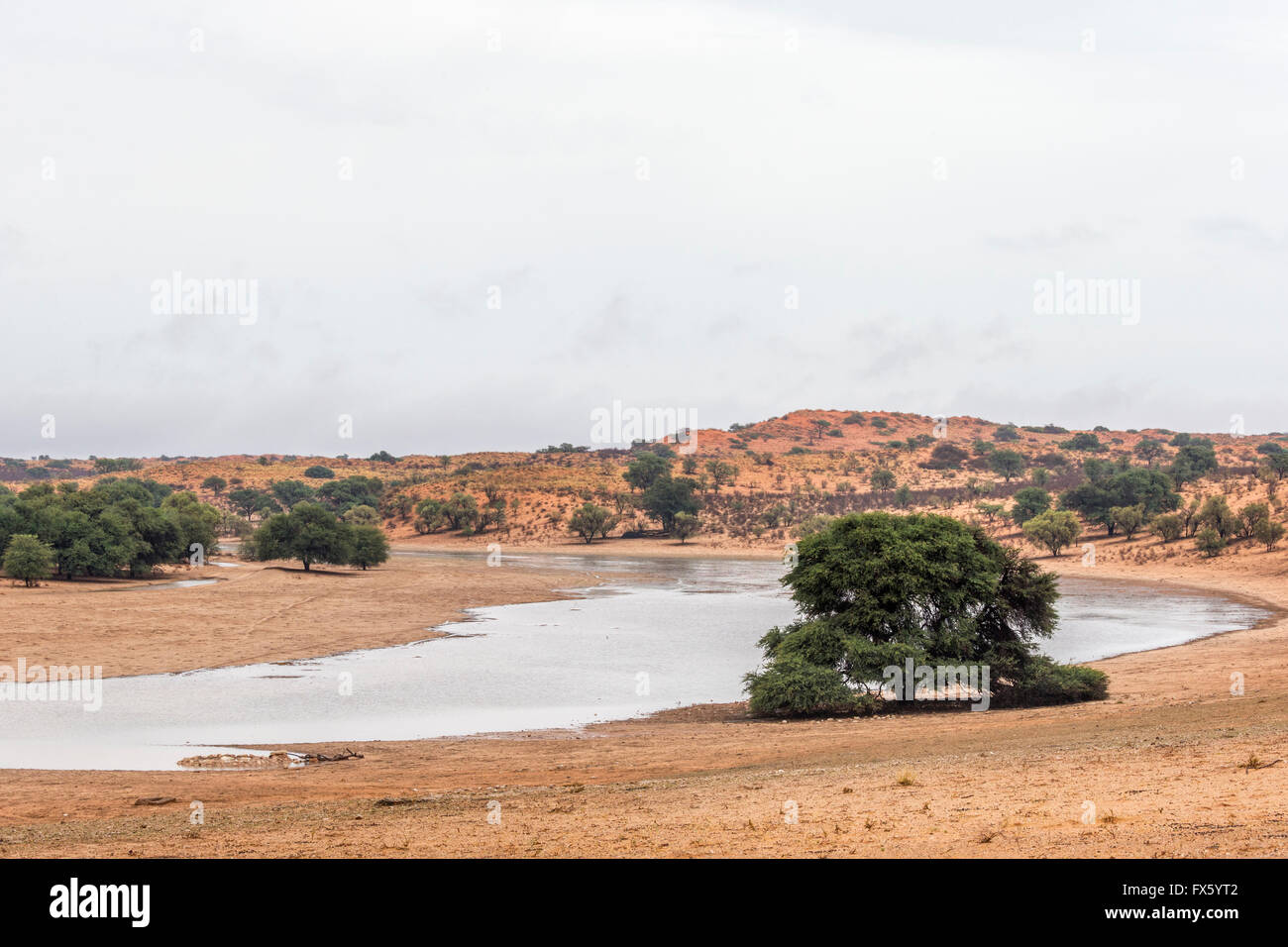 Rivière Auob inondée après la pluie, Kgalagadi Transfrontier Park, Afrique du Sud Banque D'Images