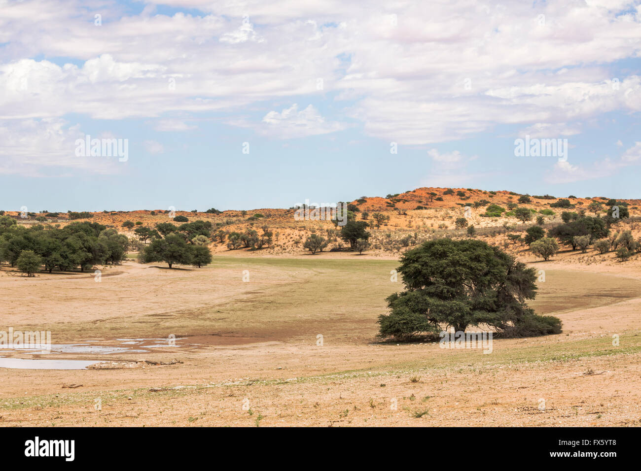 L'écologisation de la rivière Auob après la pluie, Kgalagadi Transfrontier Park, Afrique du Sud, Banque D'Images
