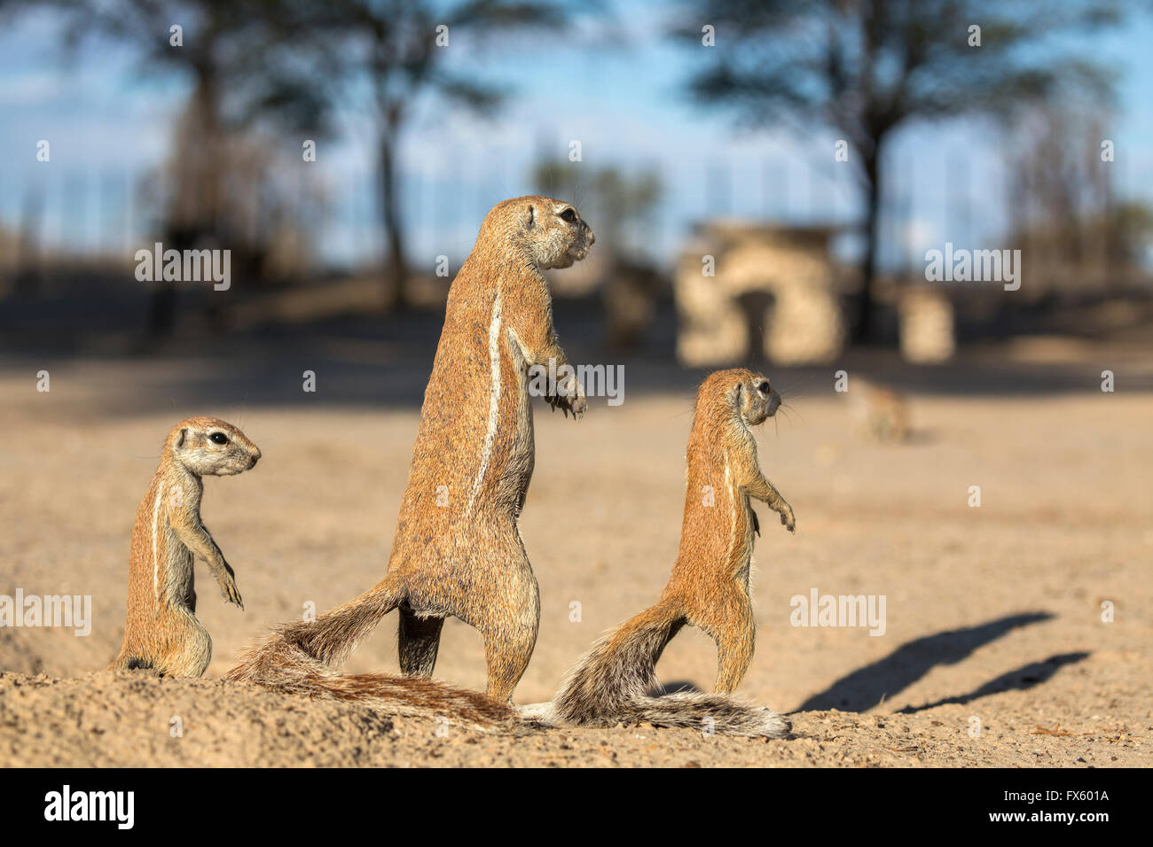 Les écureuils terrestres (Ha83 inauris) sur le site de camp, Kgalagadi Transfrontier Park, Northern Cape, Afrique du Sud Banque D'Images