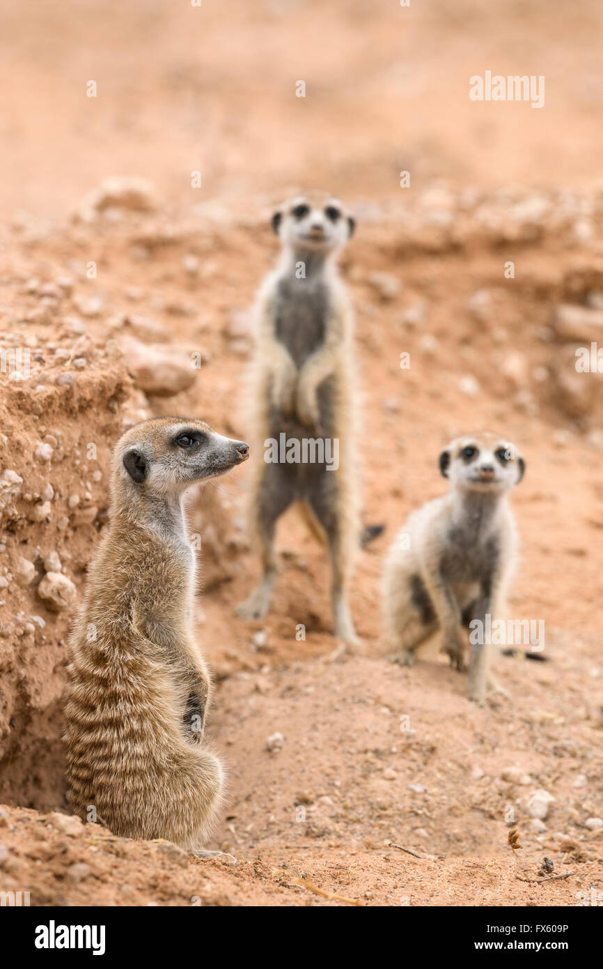 Les suricates (Suricata suricatta) à burrow, Kgalagadi Transfrontier Park, Northern Cape, Afrique du Sud Banque D'Images