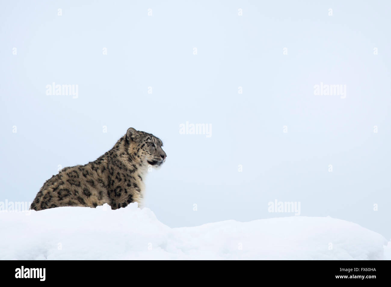 Snow Leopard (Panthera uncia), captive, Highland Wildlife Park, Kingussie, Scotland, UK Banque D'Images