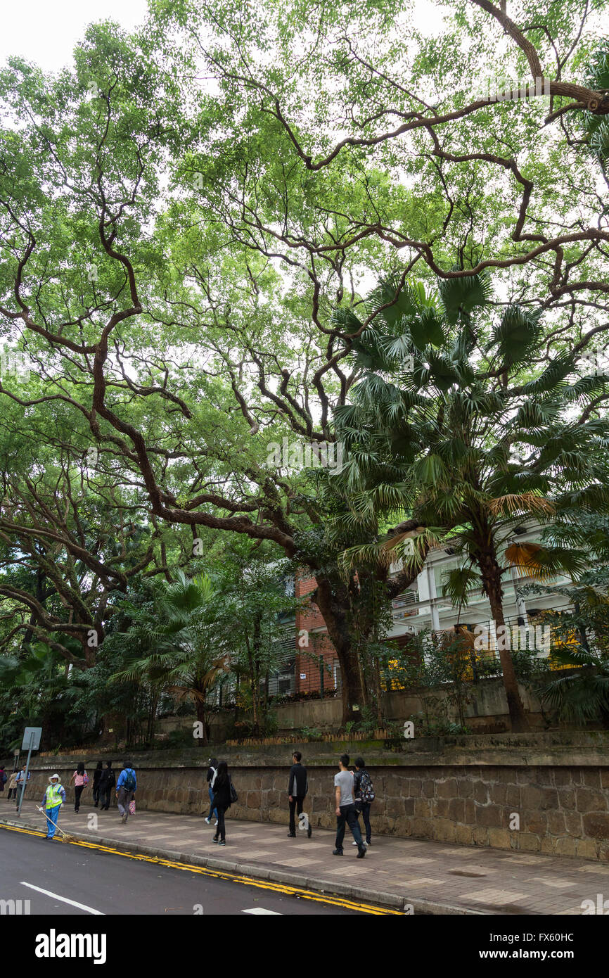 Les grands arbres entre une route et le parc de Kowloon à Tsim Sha Tsui, Hong Kong. Banque D'Images