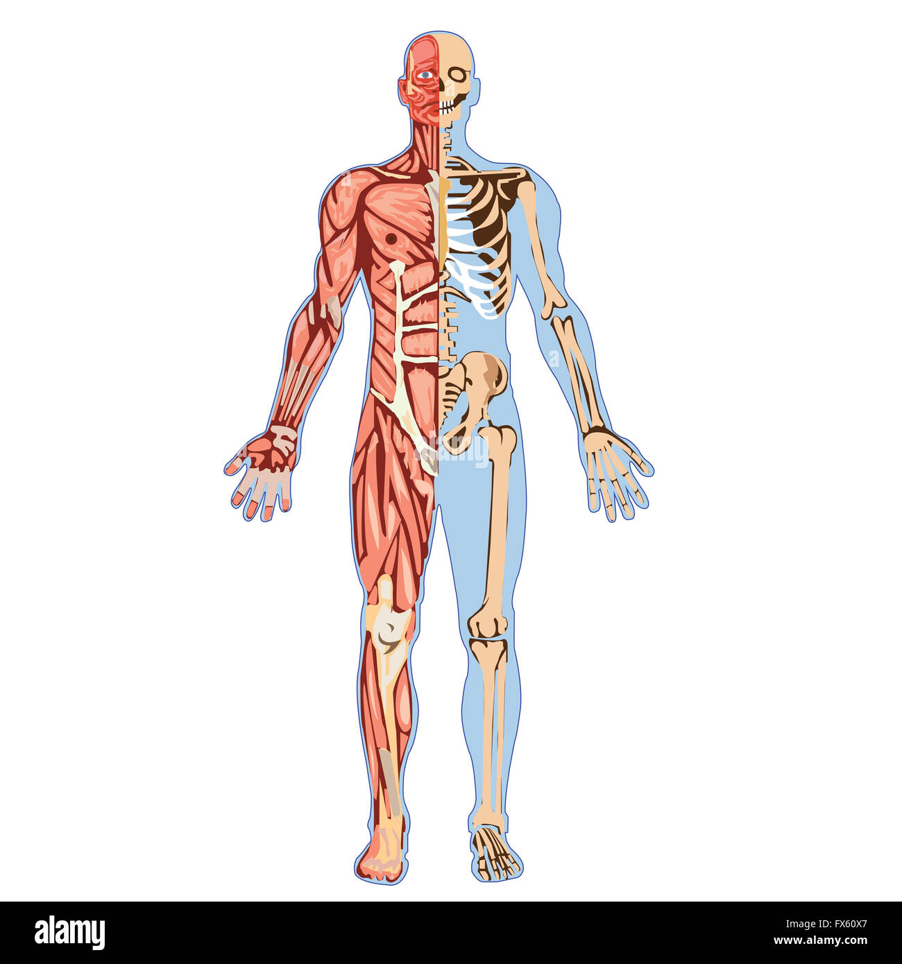 L'anatomie du corps humain Photo Stock - Alamy