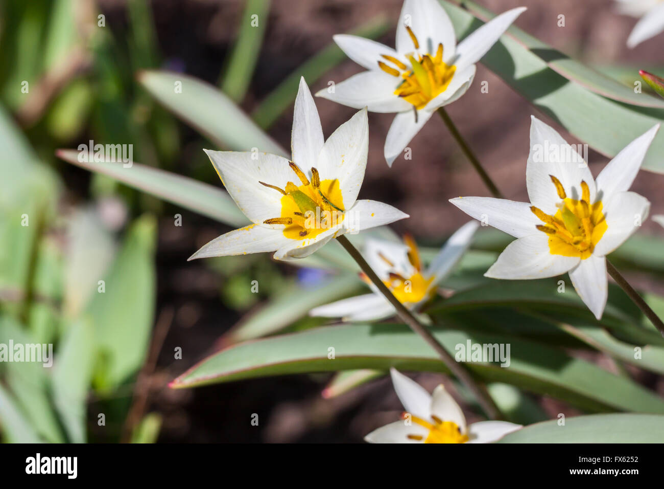 Tulip (Tulipa turkestanica Turkestan) Banque D'Images