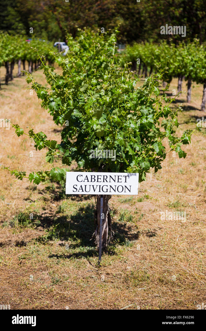 Le Cabernet Sauvignon sont cultivées à cette cave et vignoble dans le sud  de l'Oregon Photo Stock - Alamy
