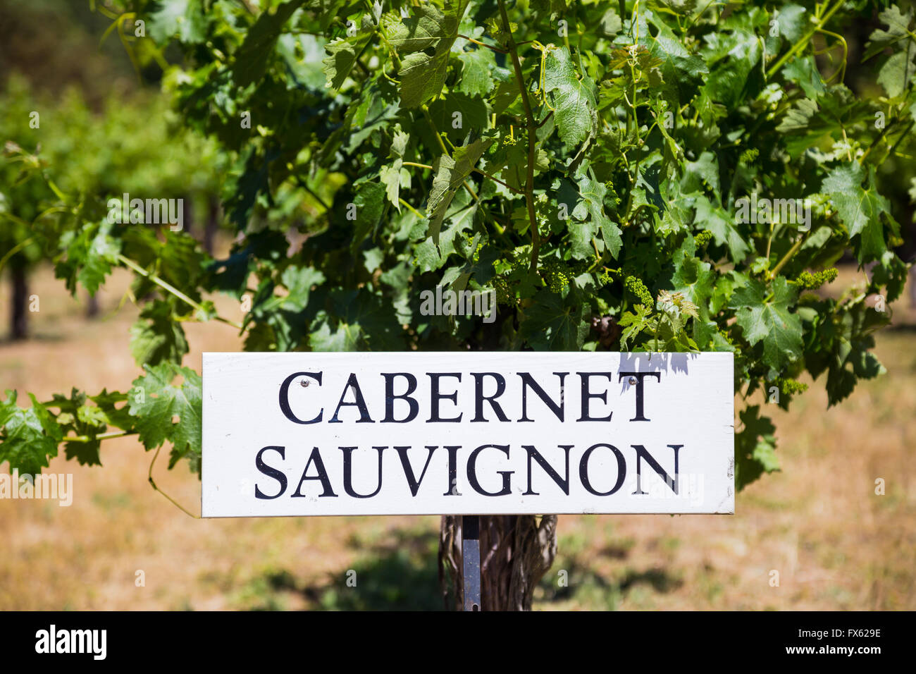 Le Cabernet Sauvignon sont cultivées à cette cave et vignoble dans le sud de l'Oregon. Banque D'Images