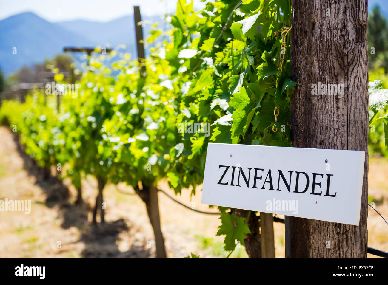 Le Zinfandel raisins sont cultivés à cette cave et vignoble dans le sud de l'Oregon. Banque D'Images