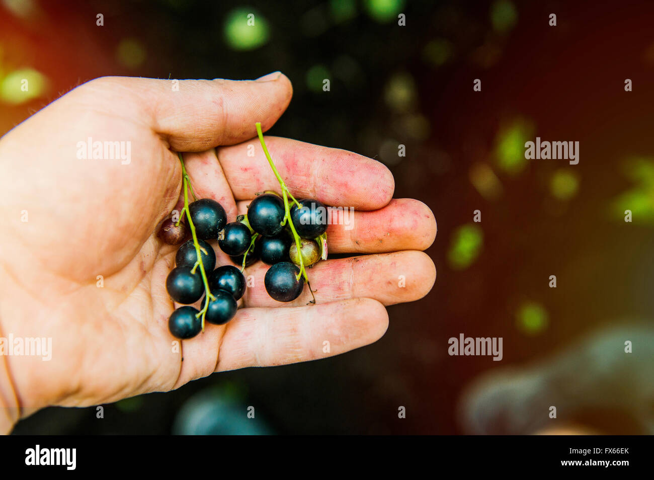 High angle view of hand holding blueberries Banque D'Images