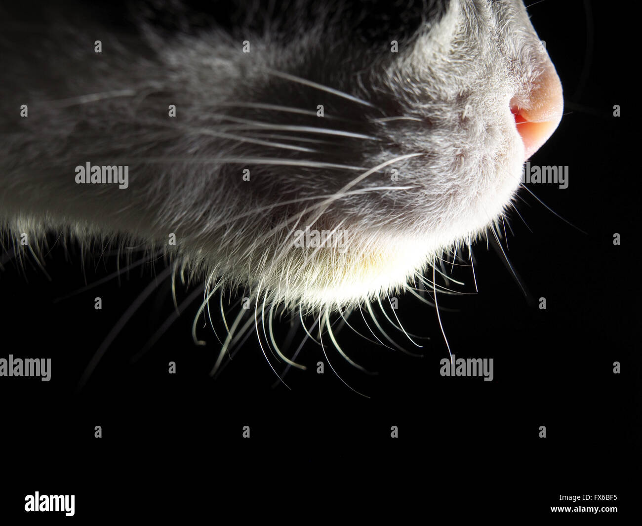 Nez De Chat Photo Stock Alamy