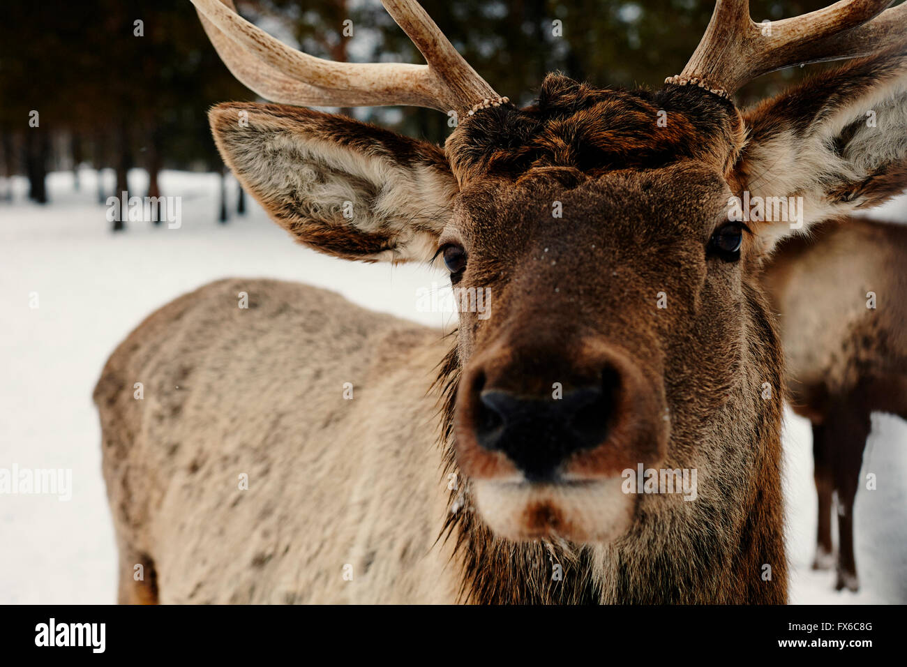 Close up de rennes dans la neige Banque D'Images