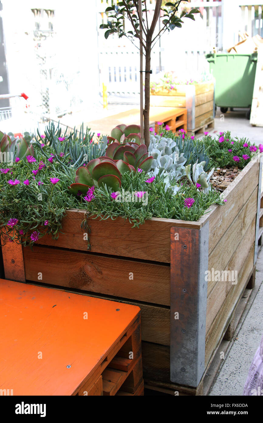 Plantes grasses - Volet Jacks, tété croissant dans jardin arboré chambres Banque D'Images