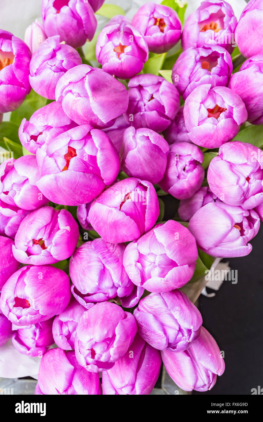 Anniversaire bouquet de fleurs tulipe rose enveloppé dans du papier blanc Banque D'Images