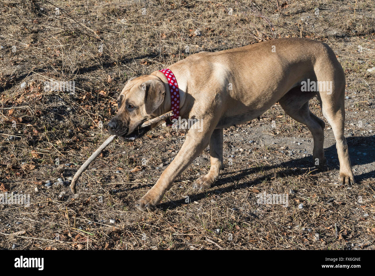 Boerboel Mastiff mastiff, sud-africains, chien, 20 mois, Porter du rouge et collier avec un gros bâton Banque D'Images