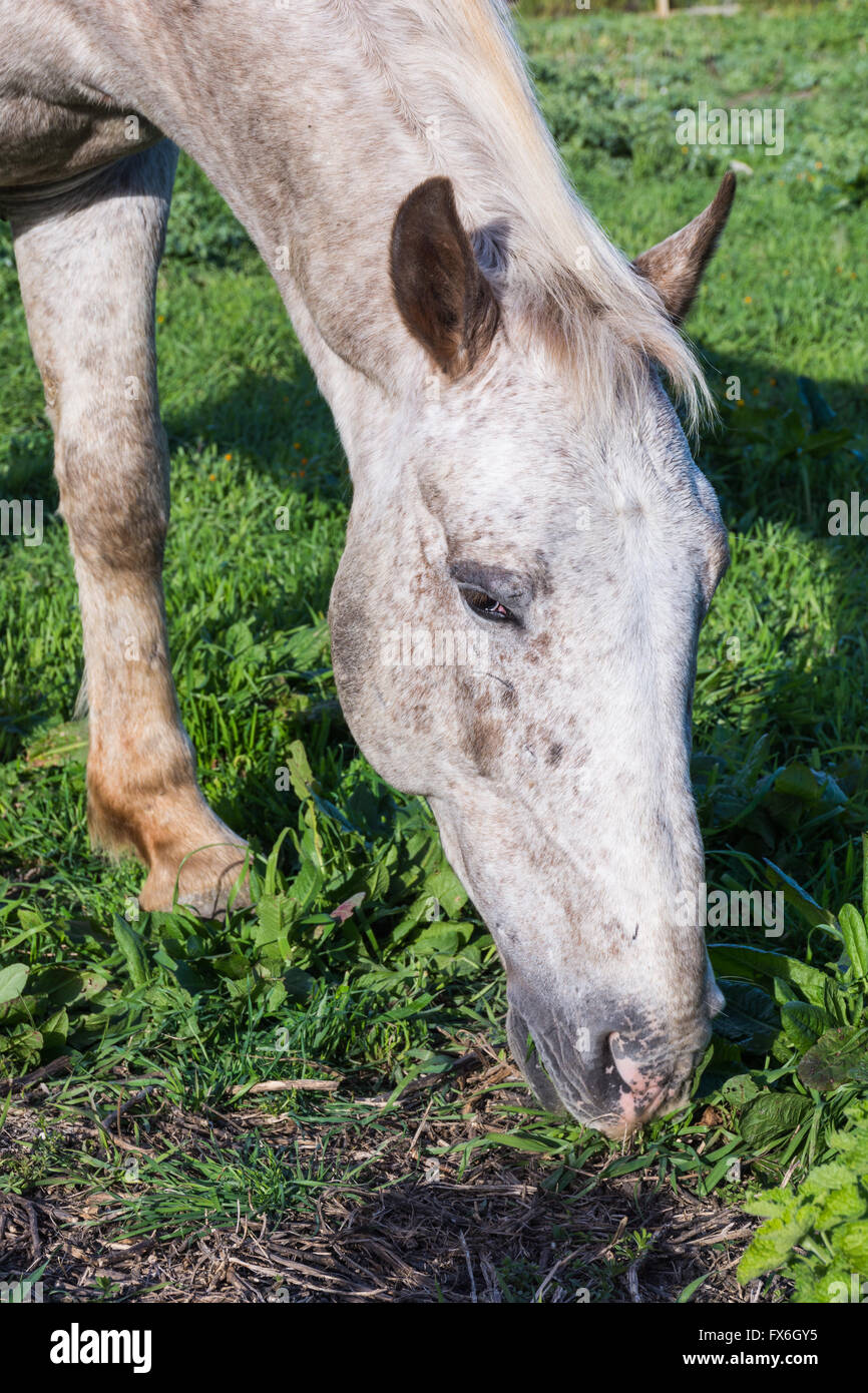 White Horse grazing. l'herbe de pâturage. Dans la campagne, il peut brûler l'herbe à l'état sauvage. Banque D'Images