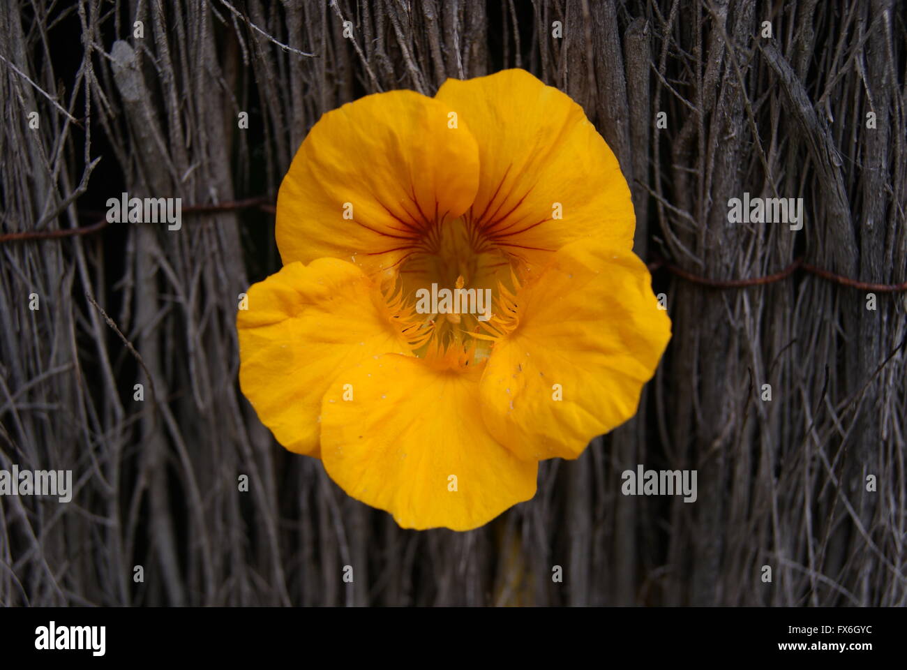 Piquer les fleurs de couverture de l'OOF Banque D'Images