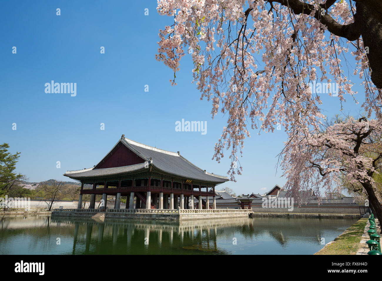 Gyeongbokgung Palace au printemps avec les cerisiers en fleurs Banque D'Images