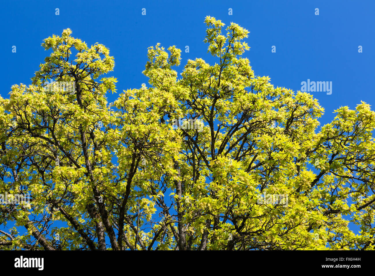 De nouvelles feuilles sur un érable contre un ciel bleu vif Banque D'Images