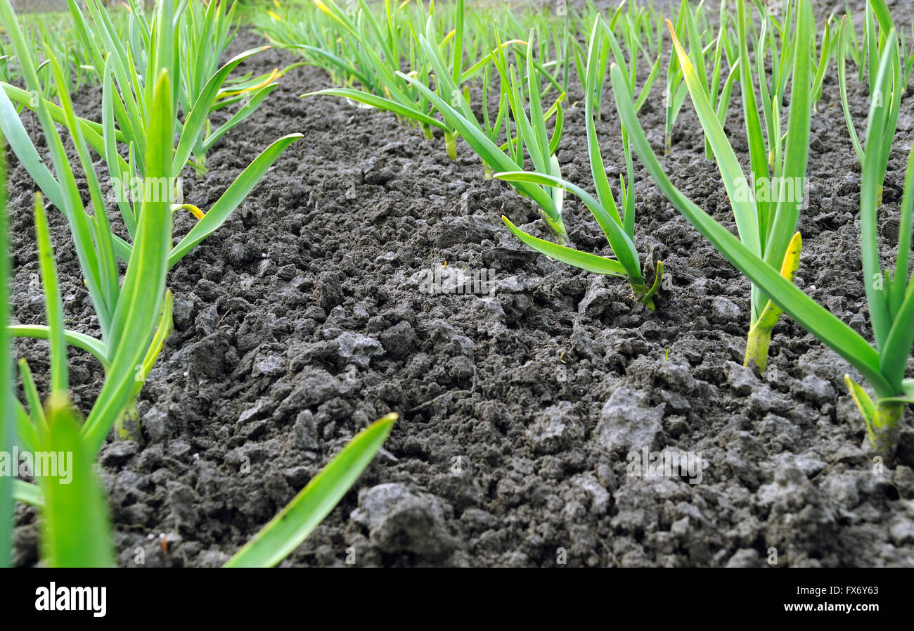 Plantation de l'ail cultivé organiquement Banque D'Images