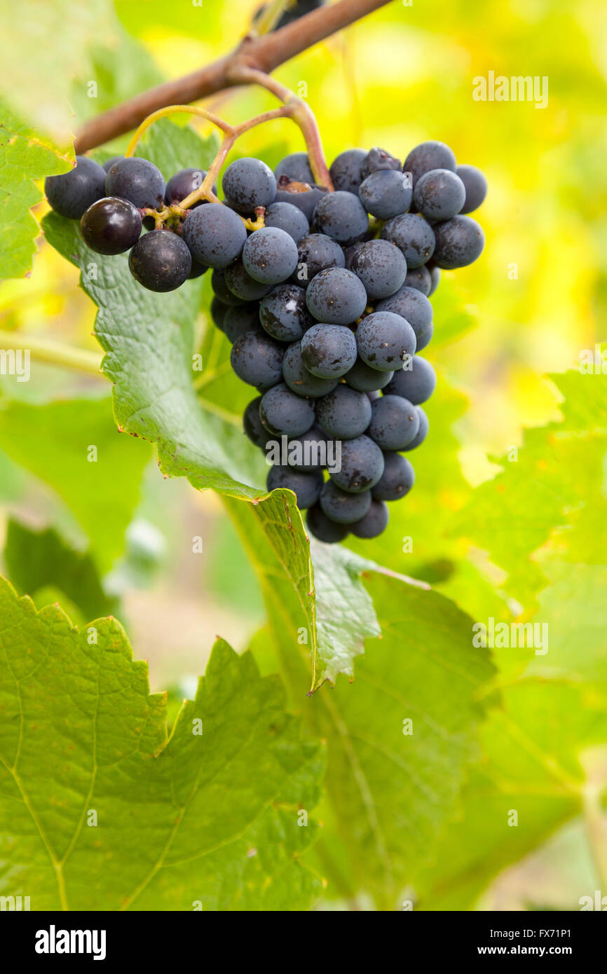 Les raisins bleus mûrs (Vitis sp.) sur vigne, gorges du Rhin, Hesse, Allemagne Banque D'Images