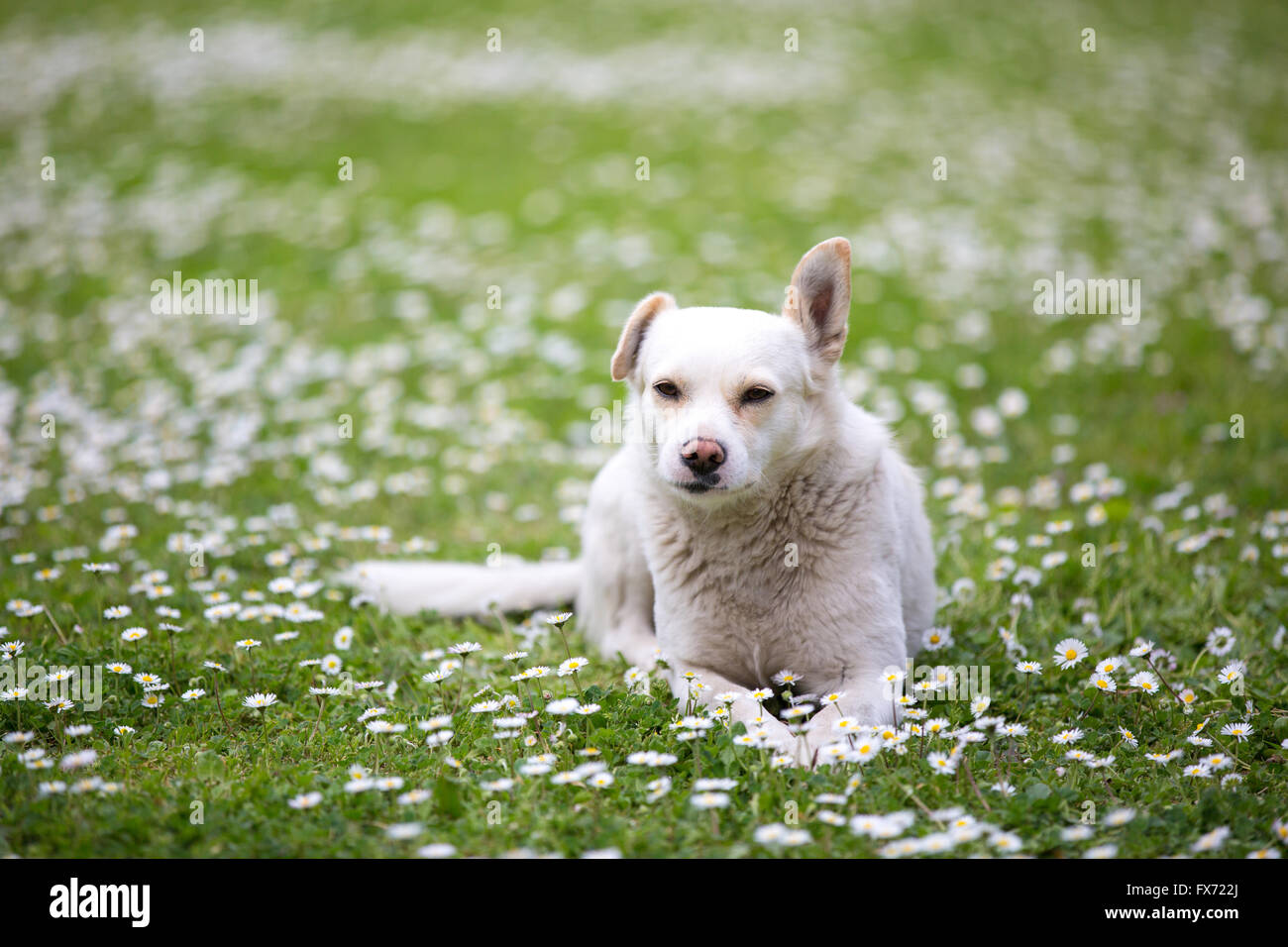 Street dog sitting dans une prairie de fleurs, Pompéi, Campanie, Italie Banque D'Images