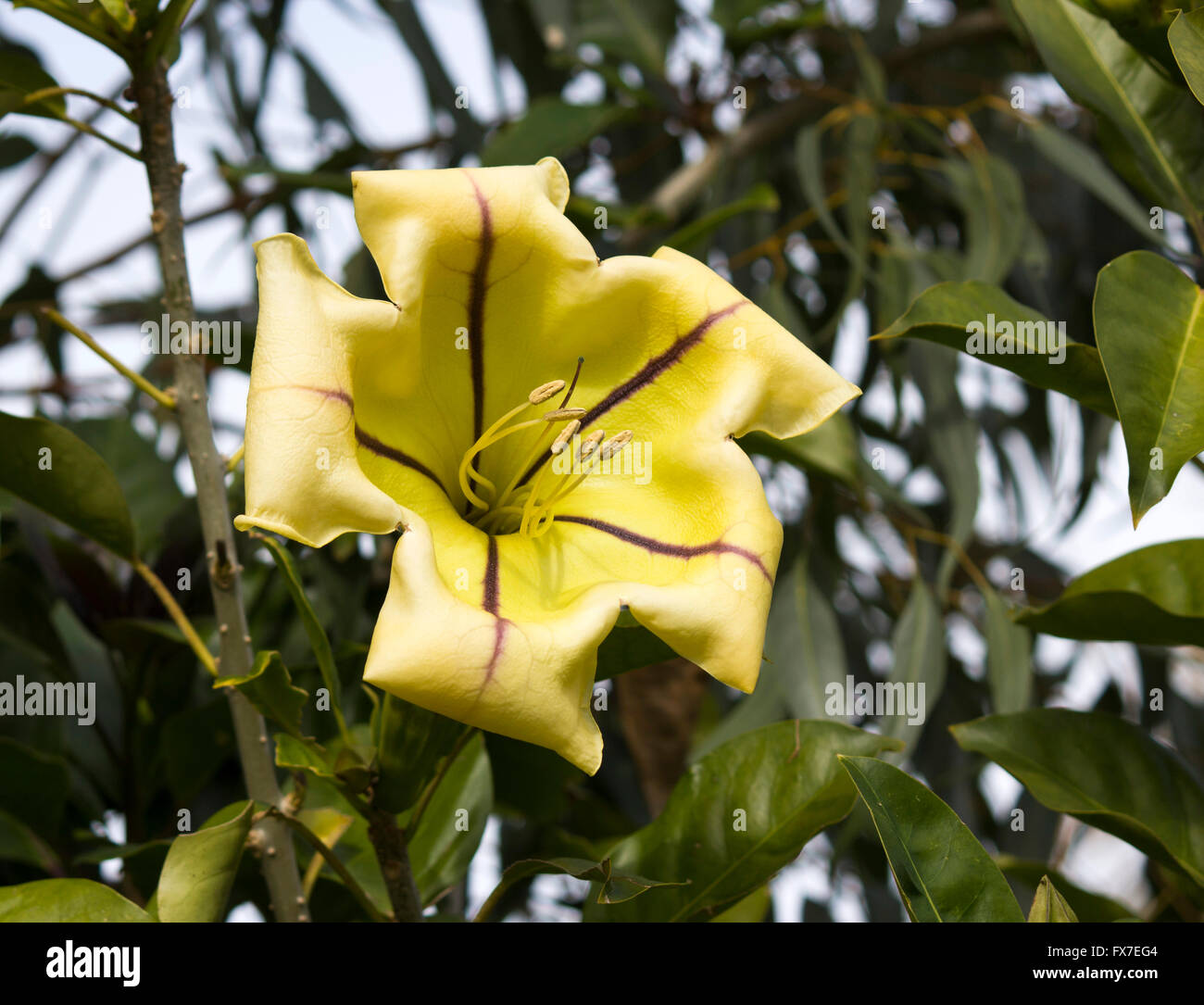 Grande fleur jaune d'Solandra maxima, tasse de vigne d'or, Golden Chalice Vine, ou Lily hawaïenne, la floraison en hiver est énorme. Banque D'Images