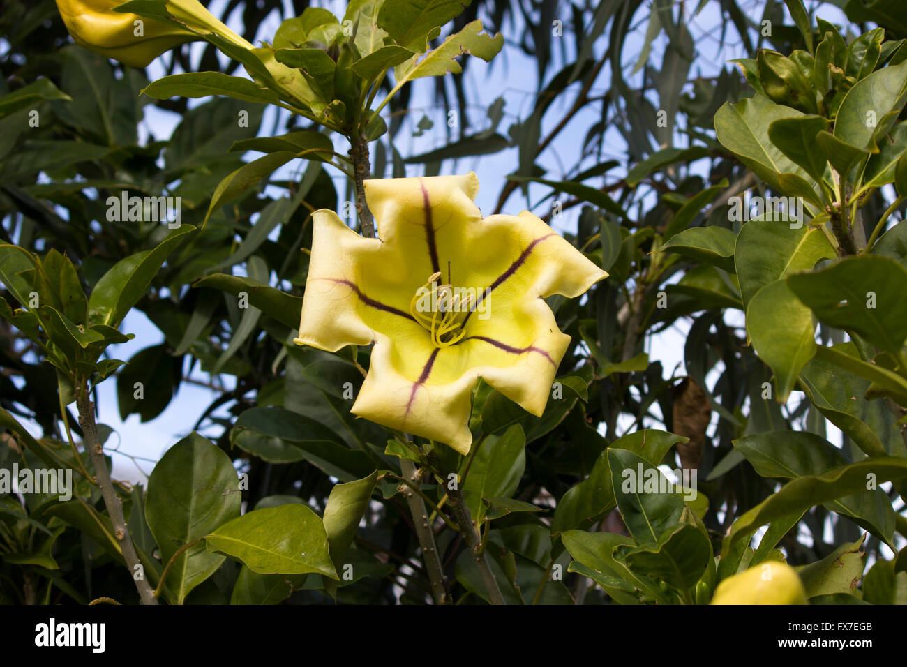 Grande fleur jaune d'Solandra maxima, tasse de vigne d'or, Golden Chalice Vine, ou Lily hawaïenne, la floraison en hiver est énorme. Banque D'Images