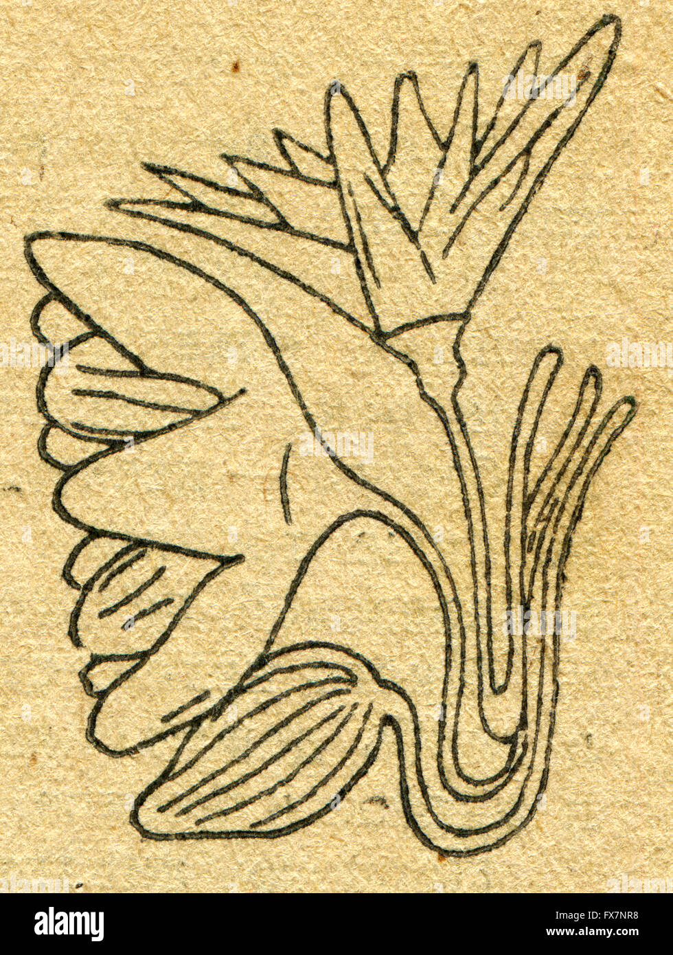 Image d'une fleur de lotus dans la tombe égyptienne - une illustration de l'album "Dans le sillage de Robinson Crusoé', Moscou, URSS, 1946. Artiste Petr Pastukhov Banque D'Images