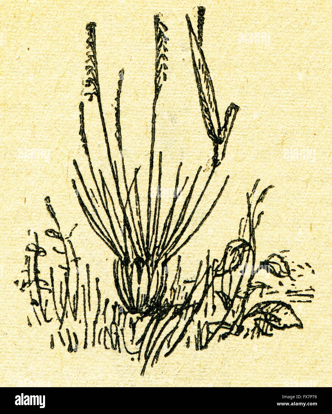 Nardus stricta - matgrass matgrass, Moor, ou herbe de nard - une illustration de l'album "Dans le sillage de Robinson Crusoé', Moscou, URSS, 1946. Artiste Petr Pastukhov Banque D'Images