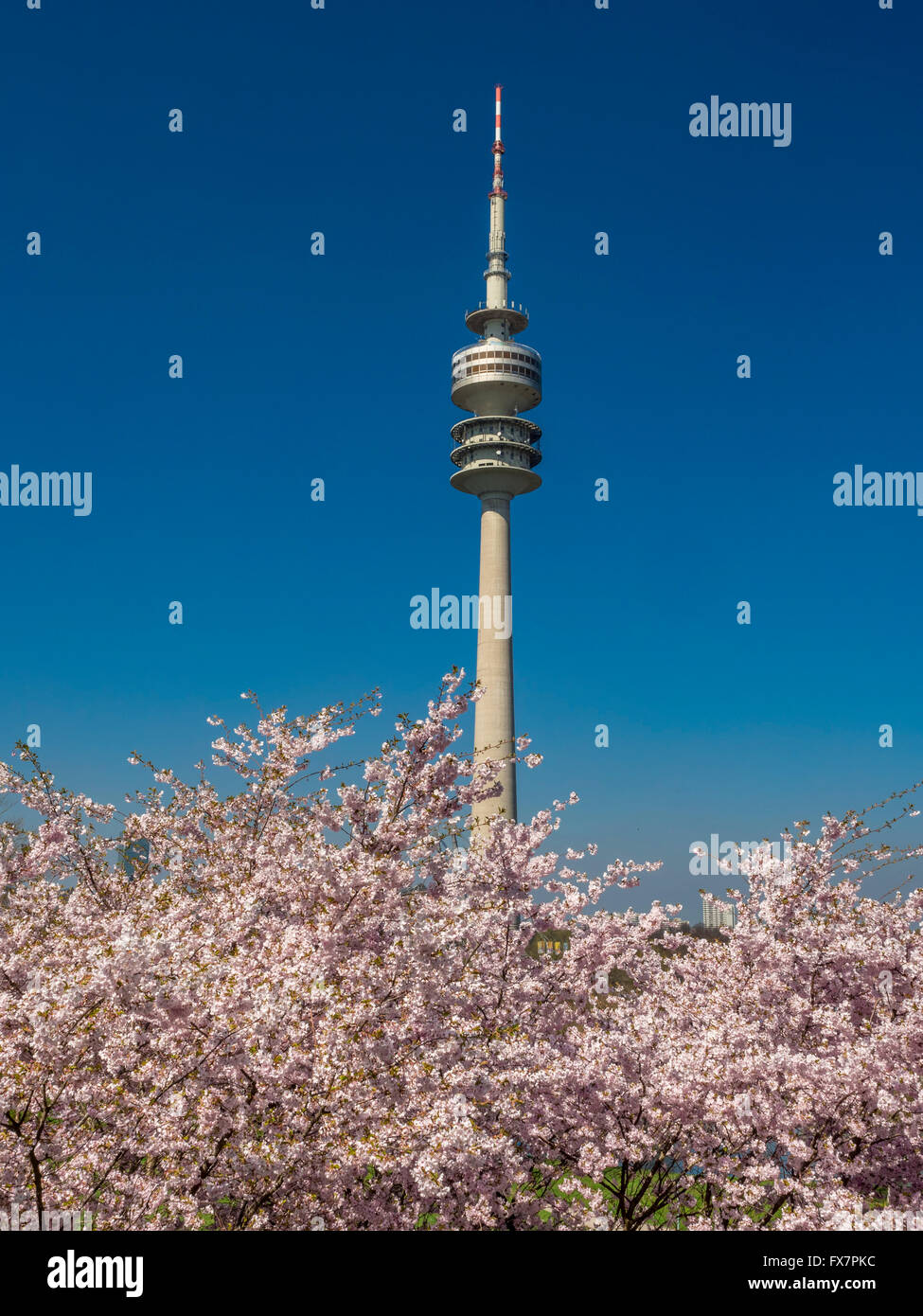 La floraison des cerisiers dans le stade olympique de Munich, Bavaria, Germany, Europe Banque D'Images