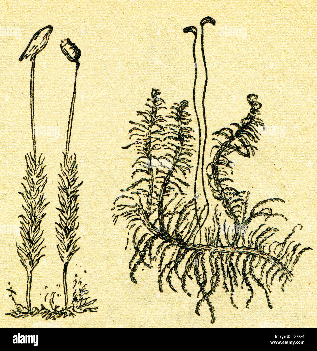 Polytrichum commune, également connu sous le nom de mousse polytric commun, commun marginées, great gold dirigé ou Grande Boucle d'or et d'hypnum - une illustration de l'album "Dans le sillage de Robinson Crusoé', Moscou, URSS, 1946. Artiste Petr Pastukhov Banque D'Images