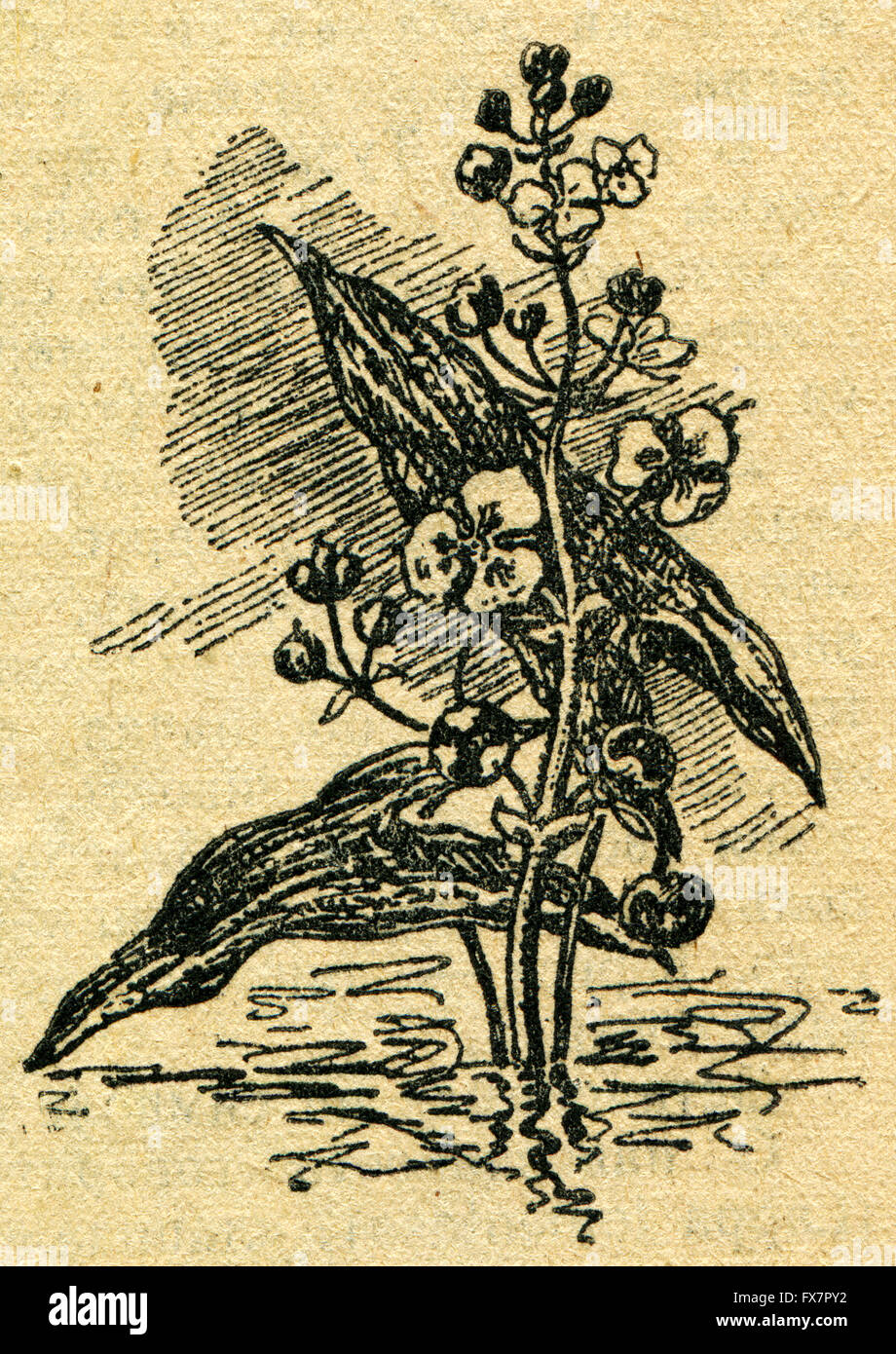 Sagittaria - triangle, canard, pommes de terre iz-ze-kn, katniss, kuwai - en japonais, pomme de terre, pomme de terre swan tule et flèche d'eau - une illustration de l'album "Dans le sillage de Robinson Crusoé', Moscou, URSS, 1946. Artiste Petr Pastukhov Banque D'Images