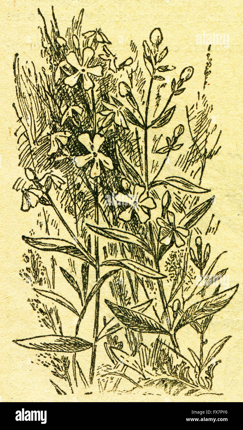 Saponaria, également connu sous le soapworts - une illustration de l'album "Dans le sillage de Robinson Crusoé', Moscou, URSS, 1946. Artiste Petr Pastukhov Banque D'Images