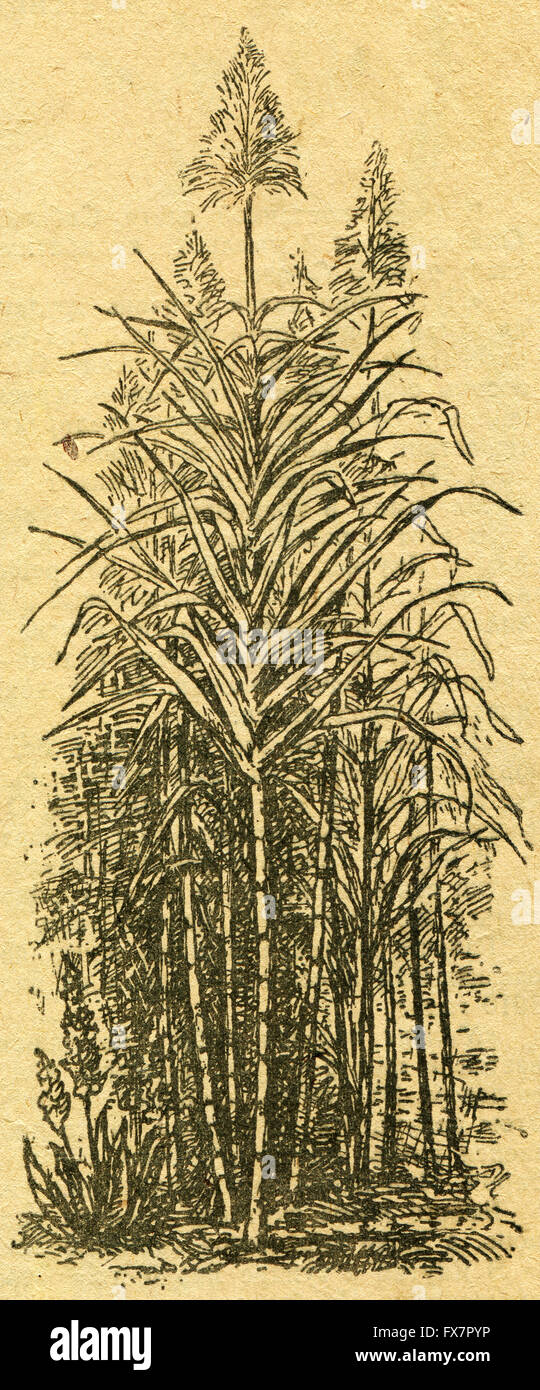La canne à sucre - une illustration de l'album "Dans le sillage de Robinson Crusoé', Moscou, URSS, 1946. Artiste Petr Pastukhov Banque D'Images