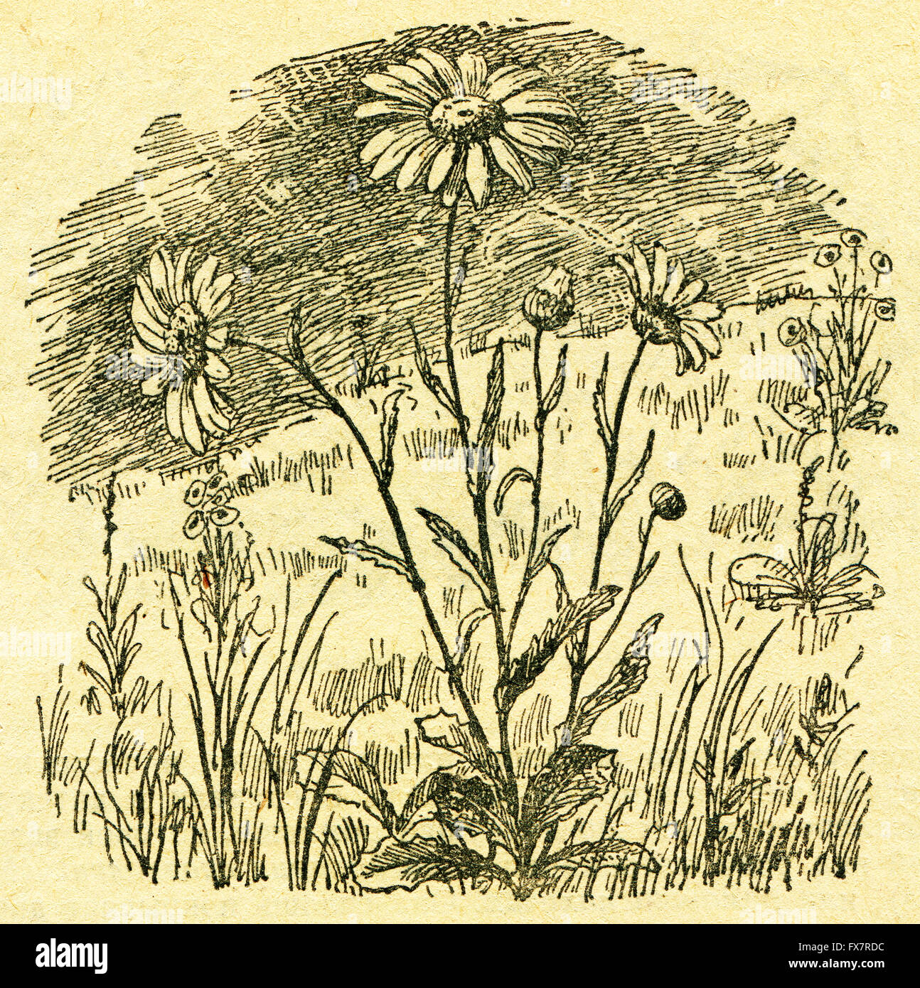Leucanthemum vulgare, le oxeye daisy - une illustration de l'album "Dans le sillage de Robinson Crusoé', Moscou, URSS, 1946. Artiste Petr Pastukhov Banque D'Images