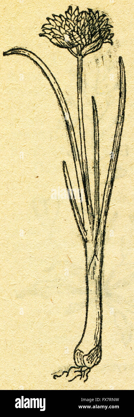 La Ciboulette - Allium schoenoprasum - une illustration de l'album "Dans le sillage de Robinson Crusoé', Moscou, URSS, 1946 Banque D'Images