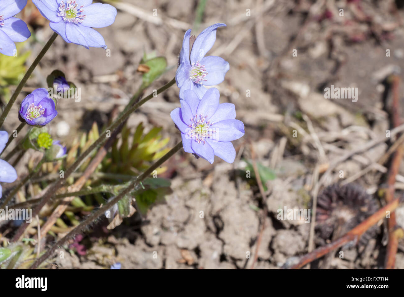 Przylaszczka Hepatica nobilis hépatique Banque D'Images