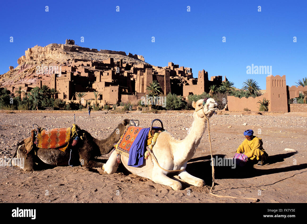 Maroc Imilchil bovins marché berbère Banque D'Images