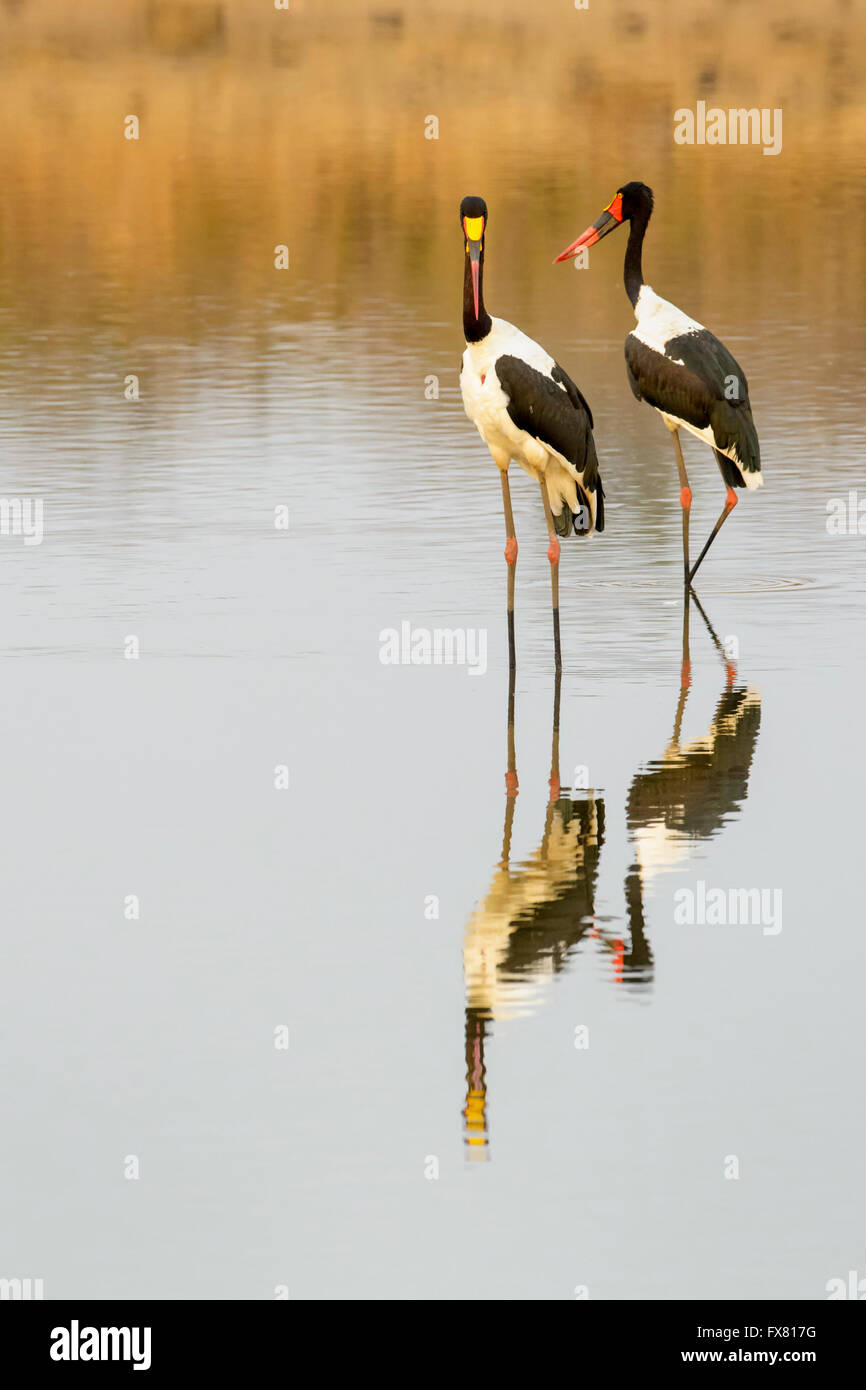 Saddle-billed stork (Ephippiorhynchus senegalensis) à un étang avec réflexion, Kruger National Park, Afrique du Sud. Banque D'Images