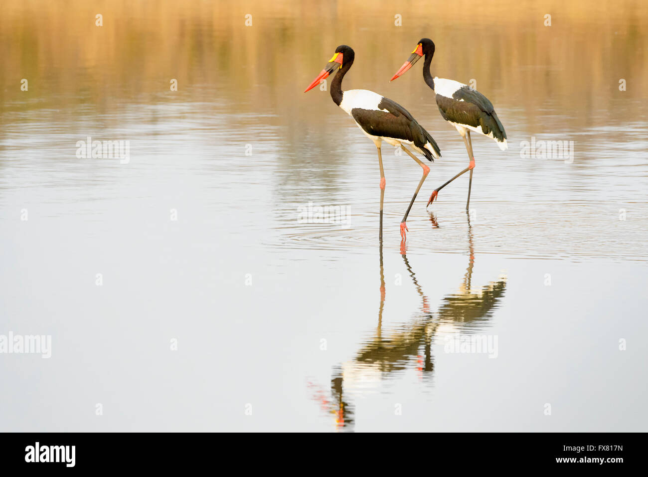 Saddle-billed stork (Ephippiorhynchus senegalensis) à un étang avec réflexion, Kruger National Park, Afrique du Sud. Banque D'Images