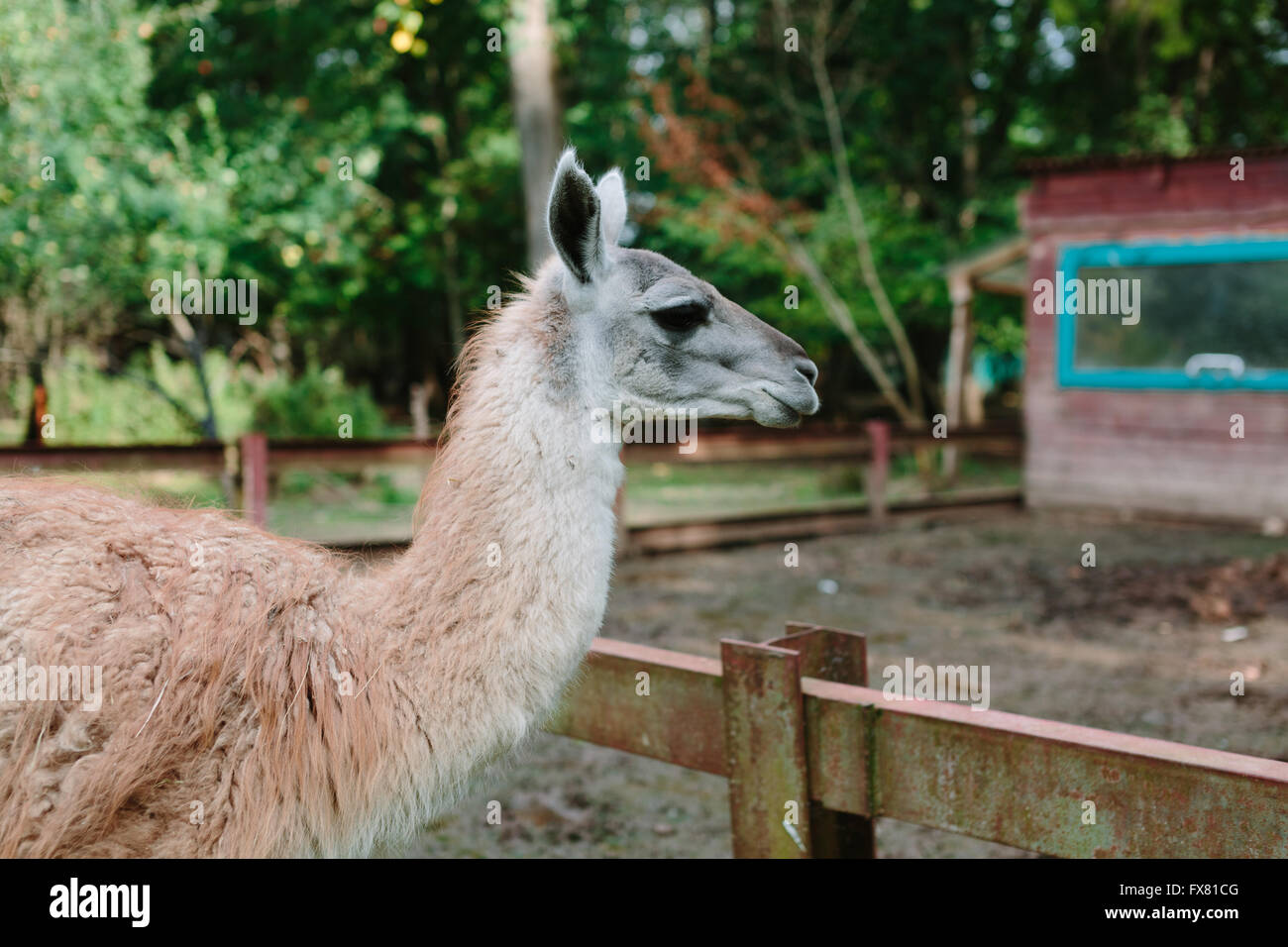 Portrait de profil Lama contre un des arbres verts. Banque D'Images