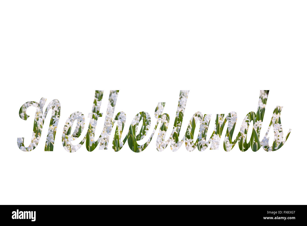 Nom du pays Pays-bas écrit à partir de fleurs jacinthes blanches Banque D'Images