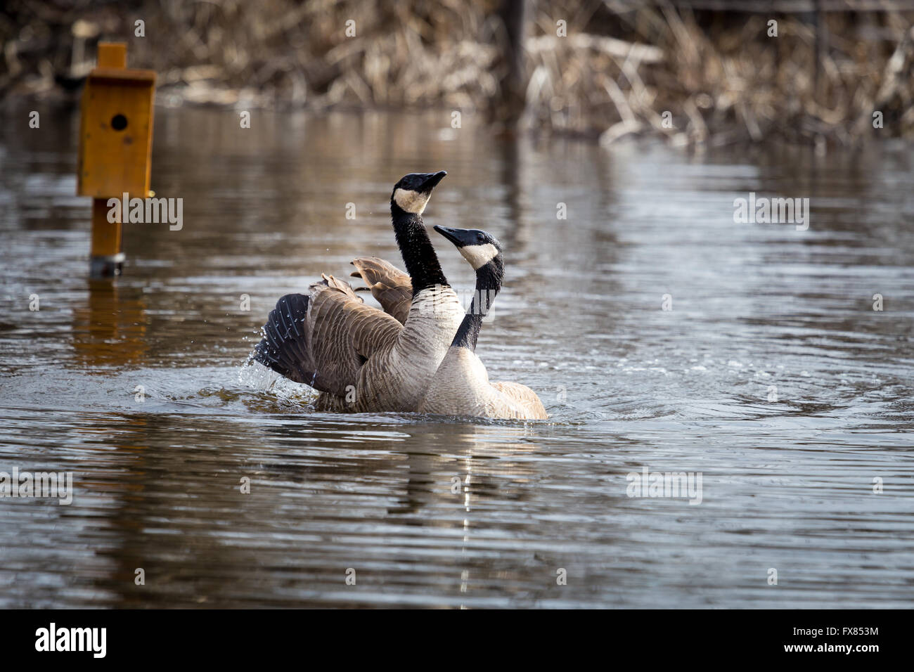 tache blanche canada goose tache blanche canada goose
