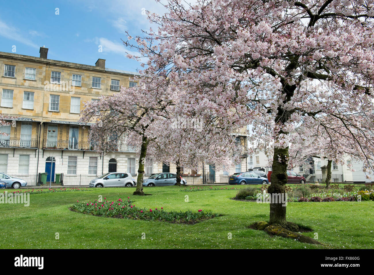 Prunus. Cerisiers en fleurs à Berkeley Square. Cheltenham, Gloucestershire, Angleterre Banque D'Images