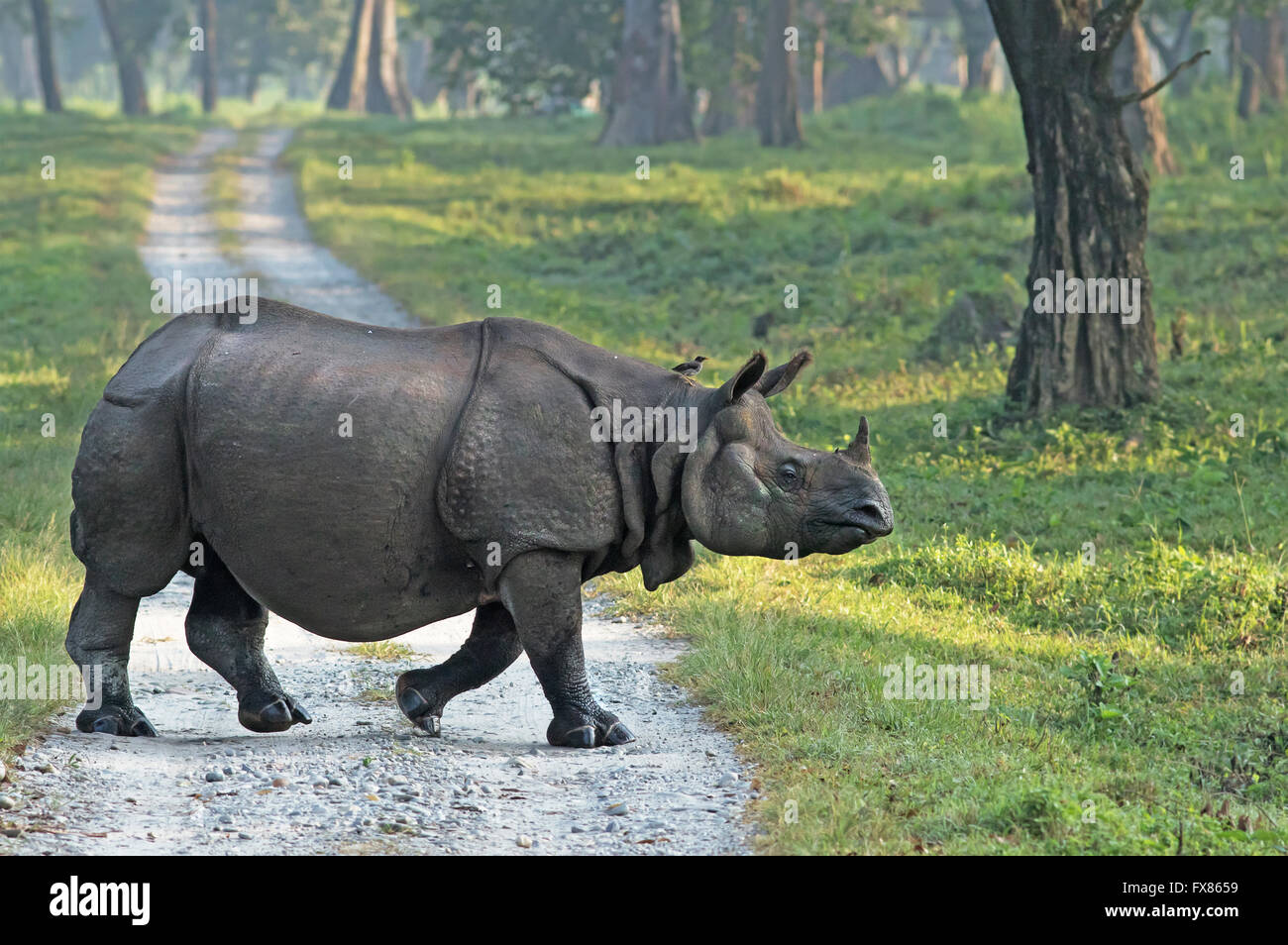 Indien grand rhinocéros dans le parc national de Jaldapara, Inde Banque D'Images