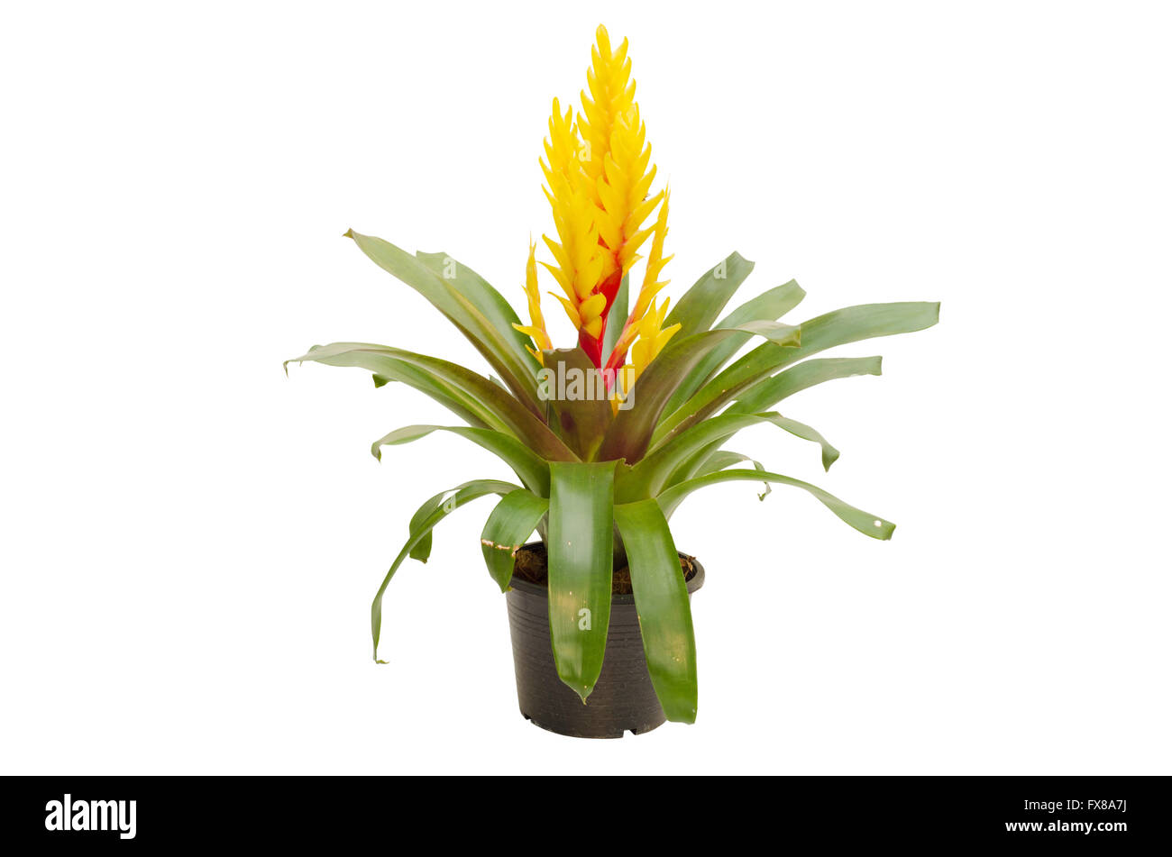 Le bromélia dans pot de fleurs isolé sur fond blanc Banque D'Images