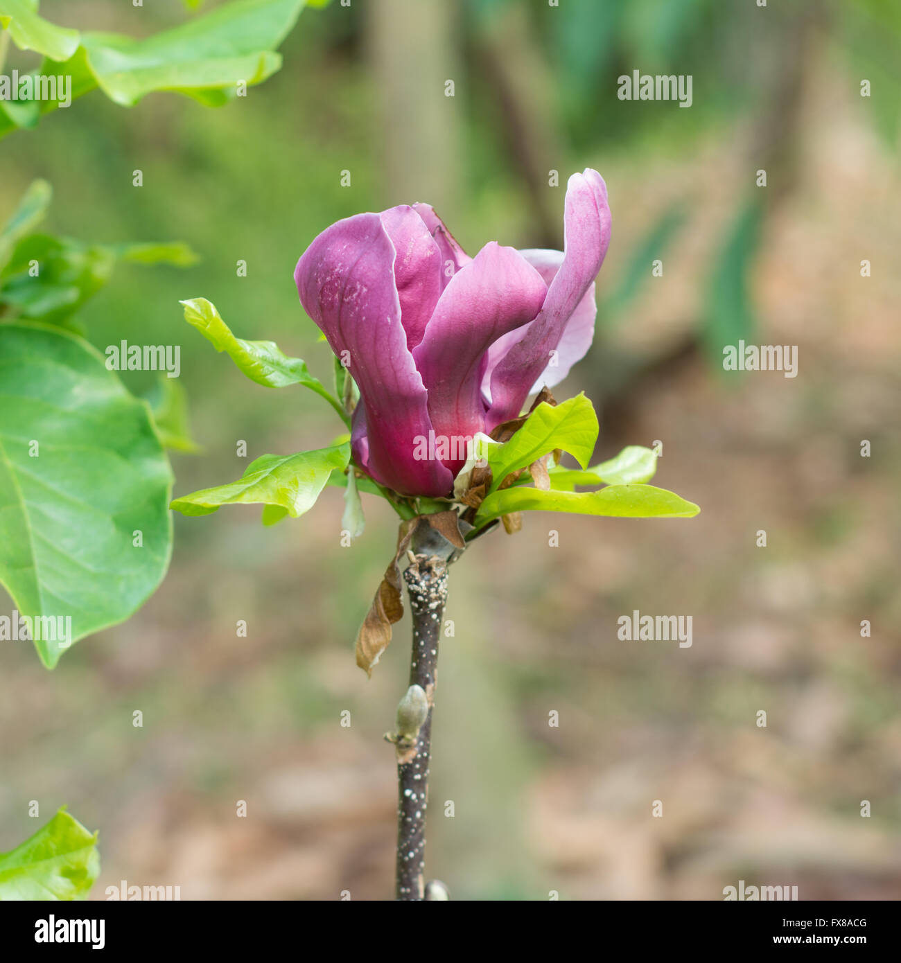 Magnolia fleur sur l'arbre Banque D'Images