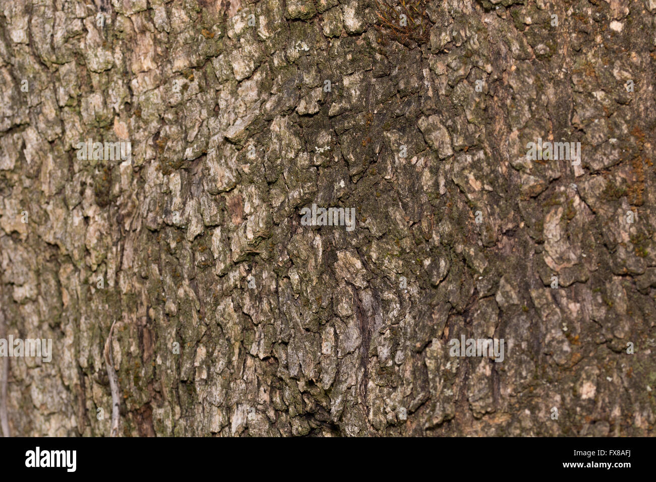 La texture de l'arbre en bois Banque D'Images