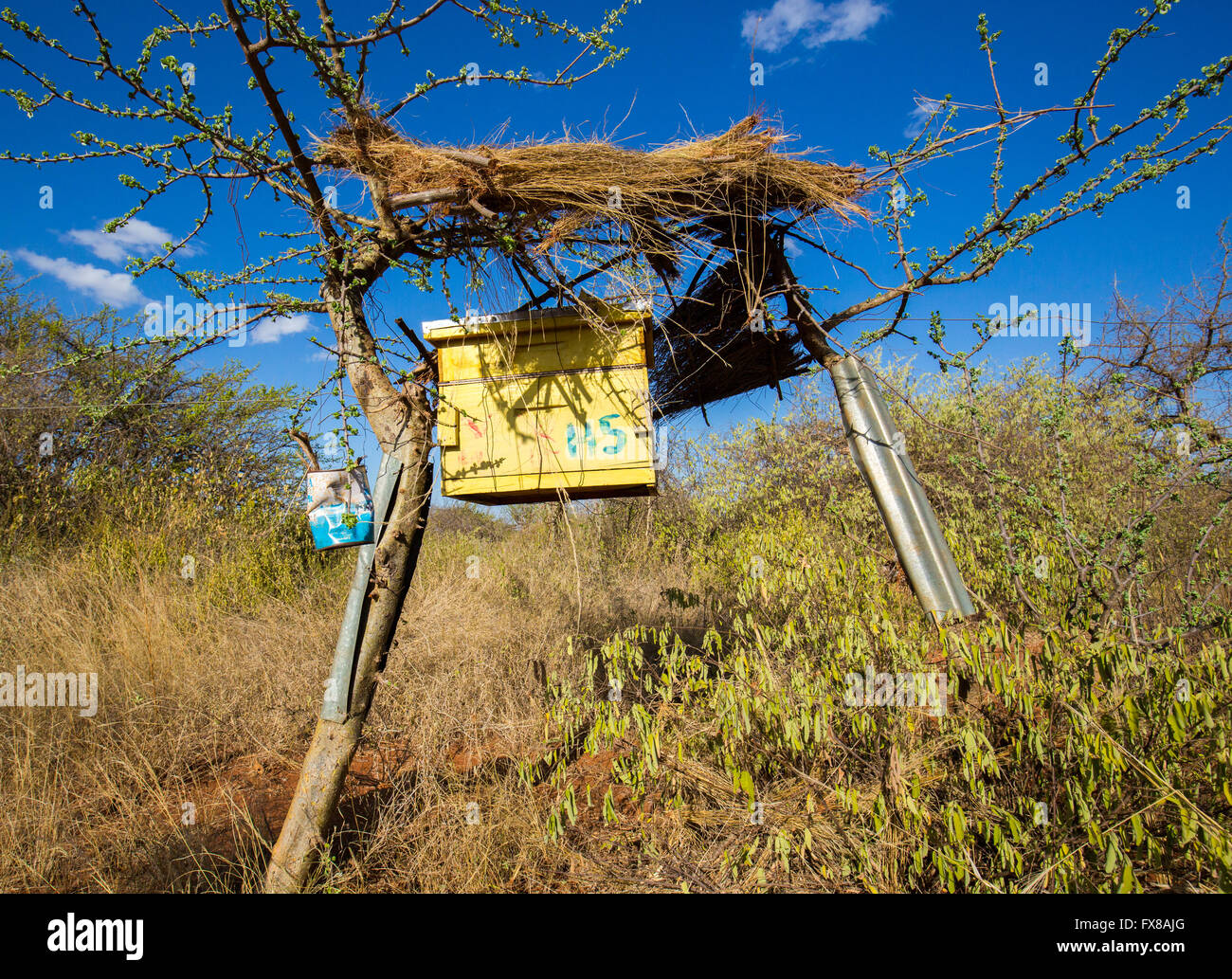 Clôture de ruches d'abeilles africaines conçue pour dissuader les éléphants de piller les cultures dans une ferme près de Voi dans le sud du Kenya Banque D'Images