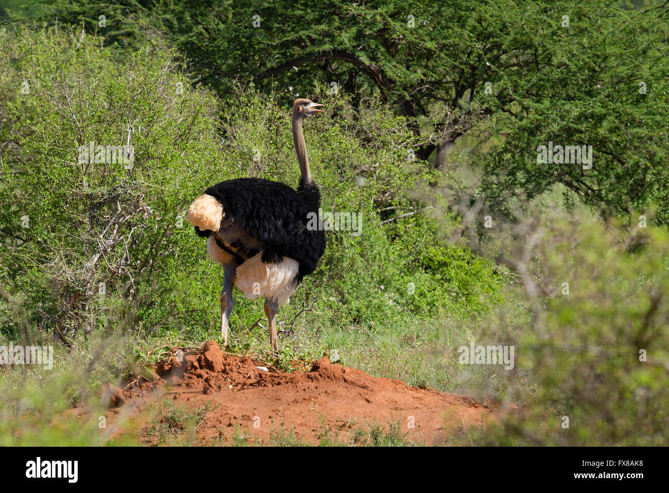 Commune Struthio camelus autruche mâle près d'une termitière démoli à Tsavo National Park dans le sud du Kenya Banque D'Images