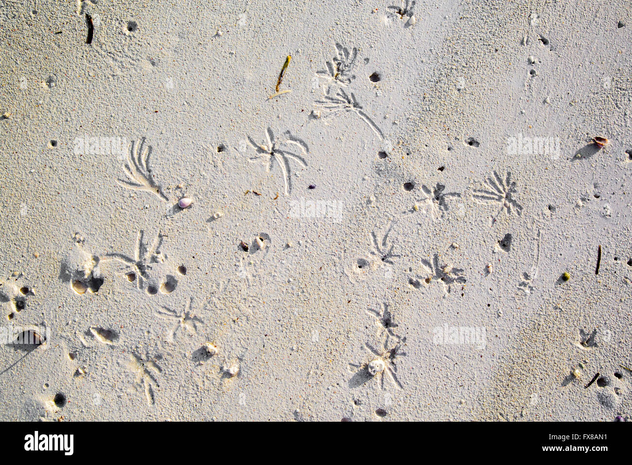 Des motifs réalisés par les vers de sable dans une plage de sable blanc de poudre de l'est de Zanzibar, au large de la côte Est de l'Afrique Banque D'Images